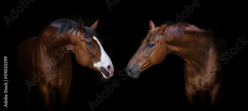Two beautiful horses portrait on black background
