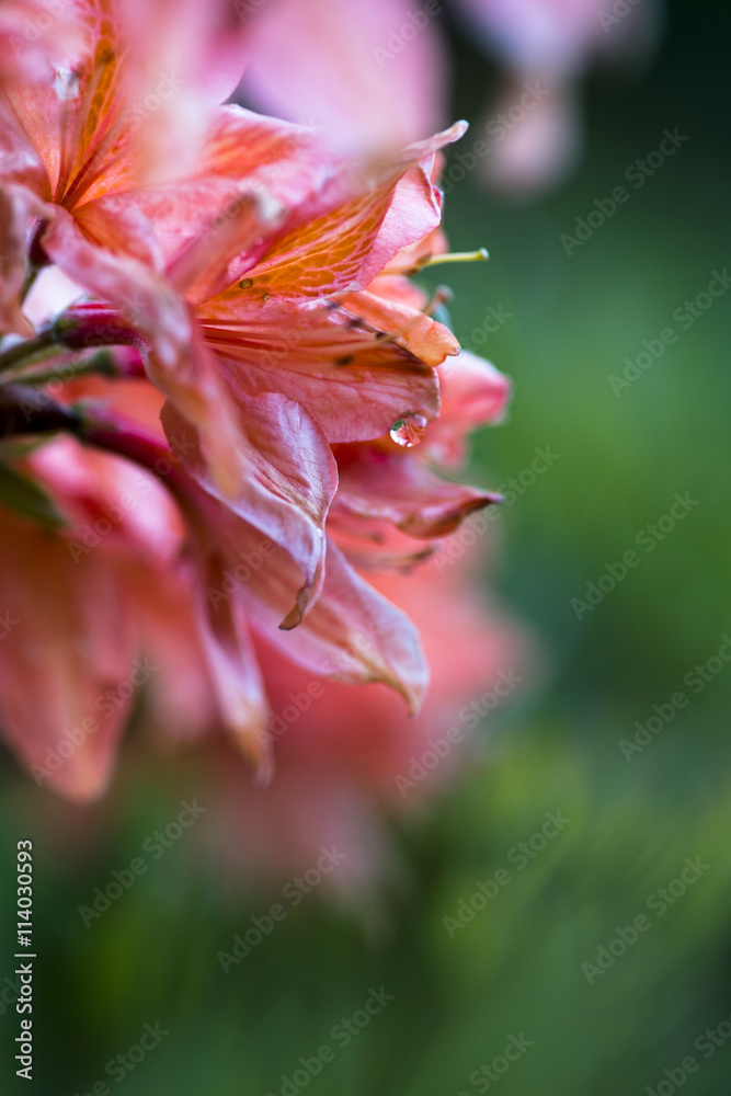 Fototapeta premium レンゲツツジ