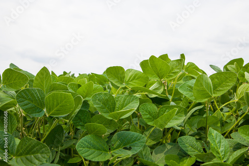 Soybean field