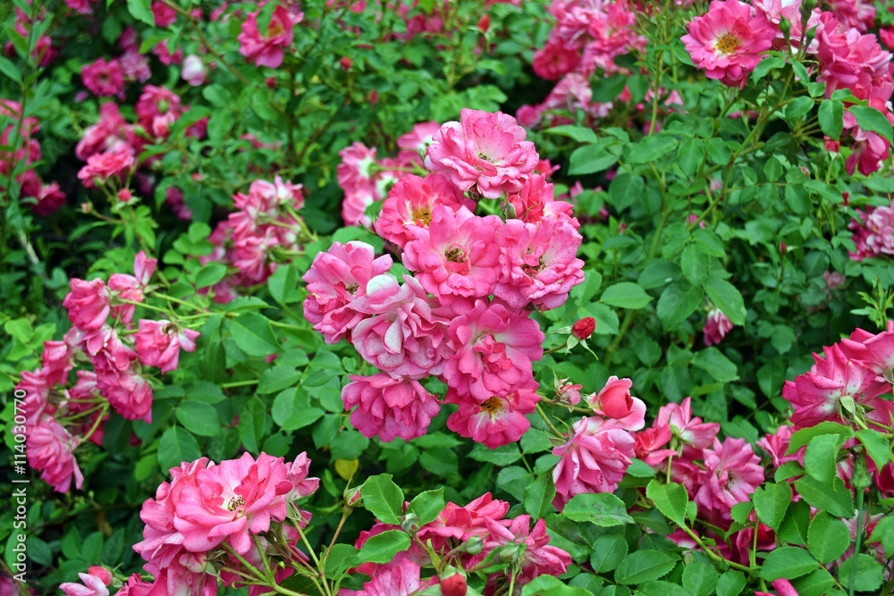 rosa Rosenblüten