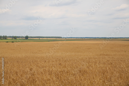 Ears of wheat field