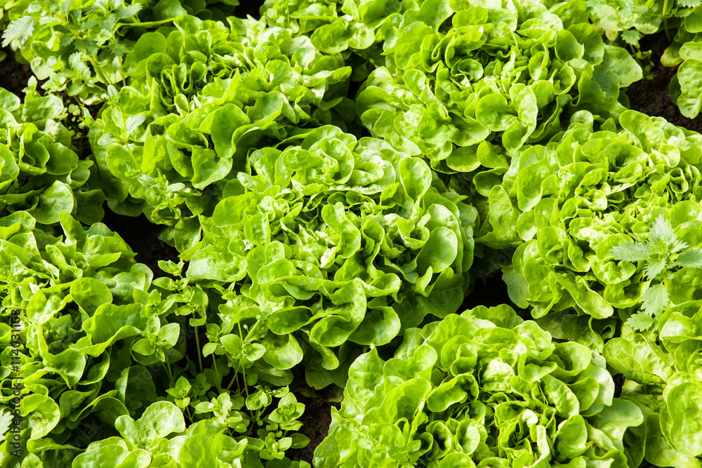 culture de salades dans une serre culture de salades dans une serre