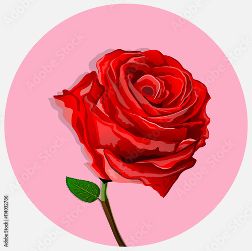 red roses are very beautiful