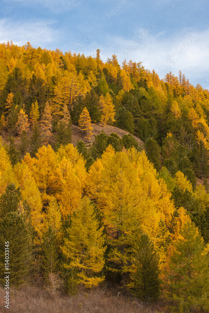 Fototapeta premium autumn hillside on a sunny day