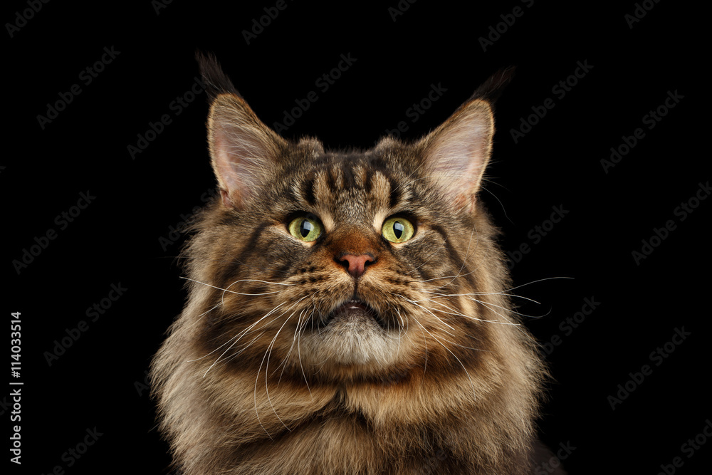 Close-up Portrait of Huge Maine Coon Cat Curious Looking in Camera Isolated on Black Background, Front view