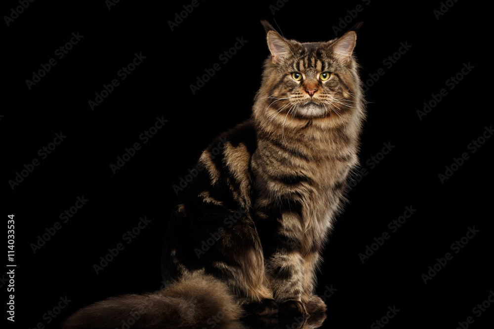 Big Maine Coon Cat Sitting with furry tail and Looking in Camera Isolated on Black Background, Front view