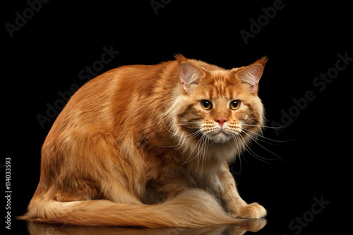 Ginger Maine Coon frightened Cat Sitting and Curious Looking in Camera Isolated on Black Background, Front view