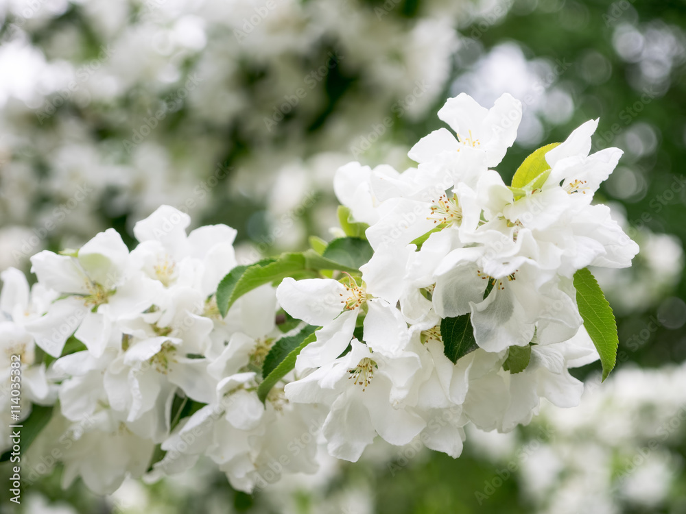 Flowers on the branch of a tree in the park. Shallow focus Flowers on the branch of a tree in the park. Shallow focus