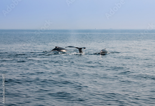Whale blowing in Atlantic ocean © zimnevan