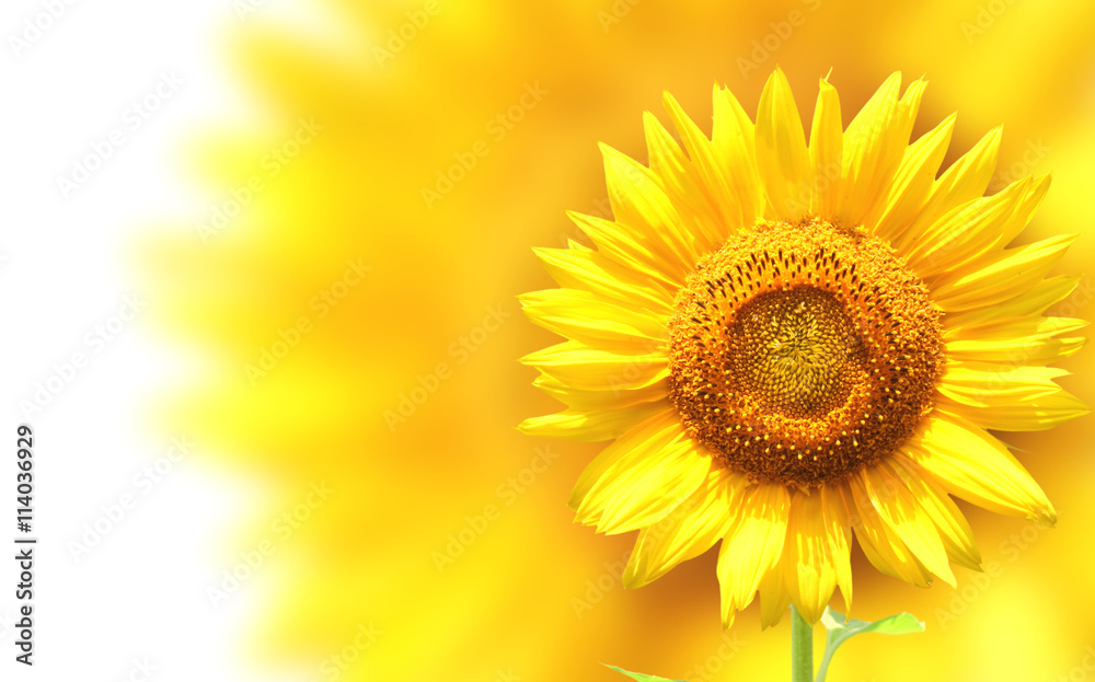 Decorative background with sunflower Decorative background with sunflower