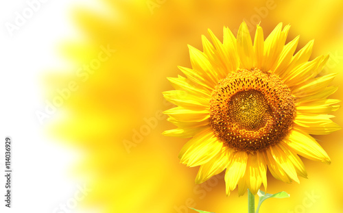 Decorative background with sunflower