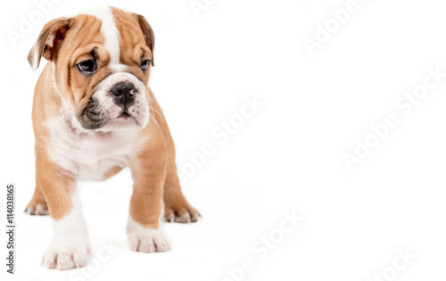 English bulldog puppy © ltummy
