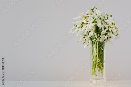 Snowdrop flowers at white glossiness background