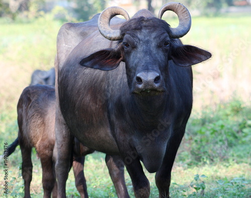 Indian Buffalo in Sri Lanka