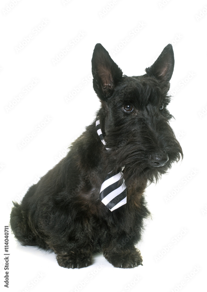 young scottish terrier with tie