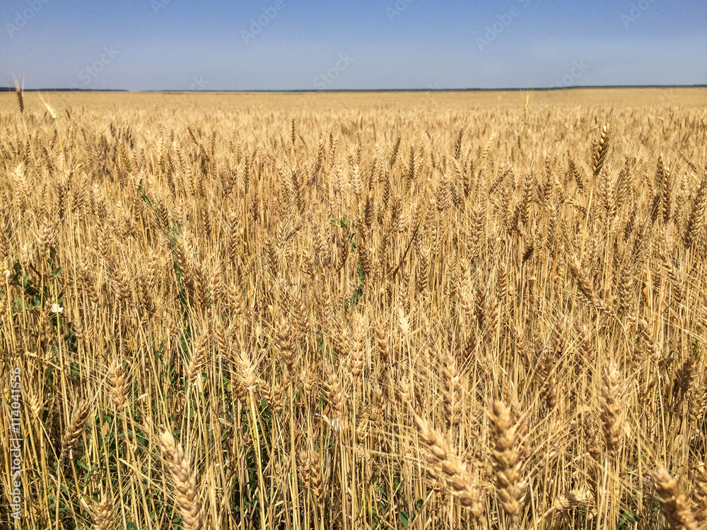 Wheat/ agriculture/ food/ world