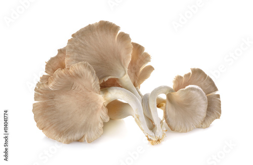 fresh Oyster Mushroom on white background
