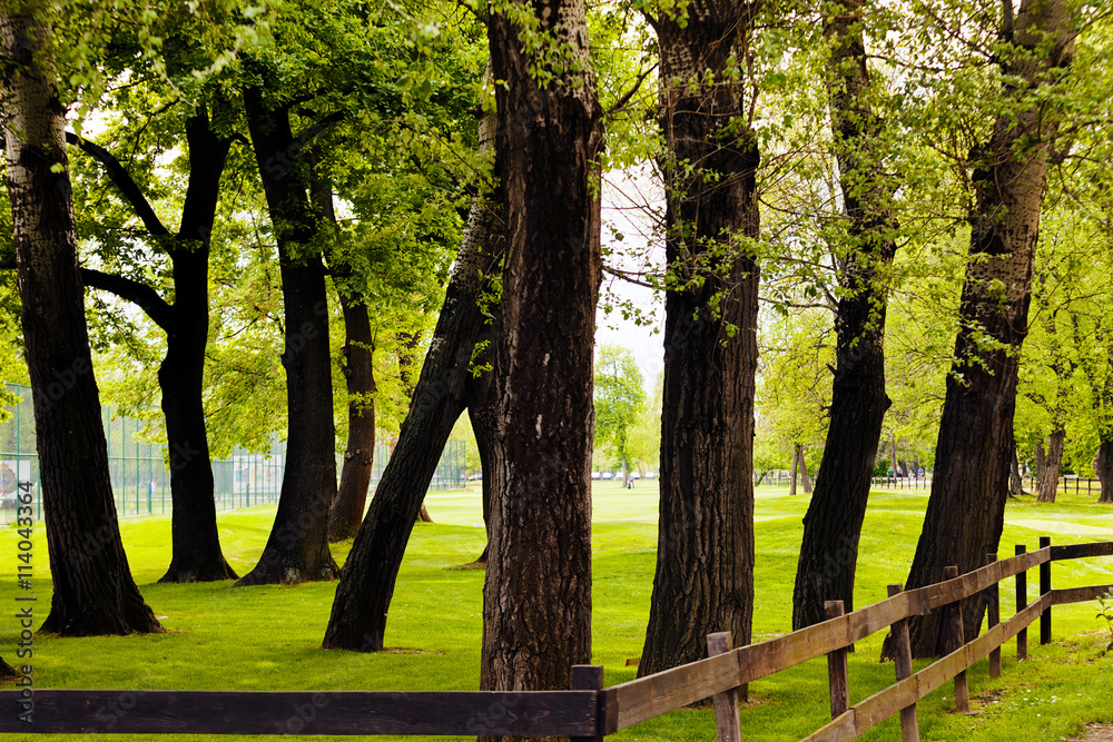 Fototapeta premium fence from wooden planks