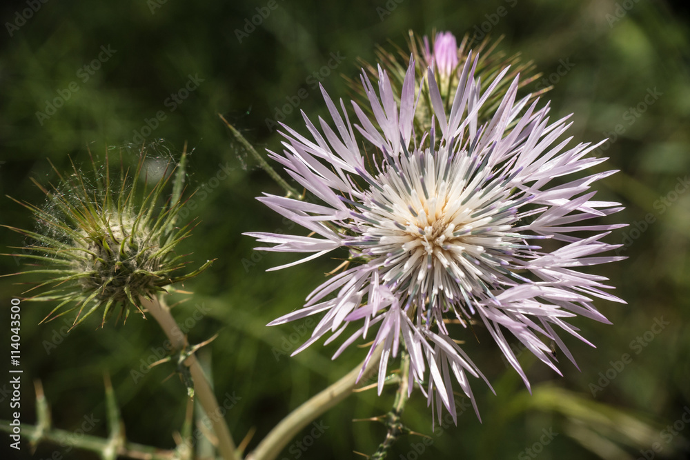 blühende Distel beim Riera de Riudecanyes - Costa Daurada blühende Distel beim Riera de Riudecanyes - Costa Daurada