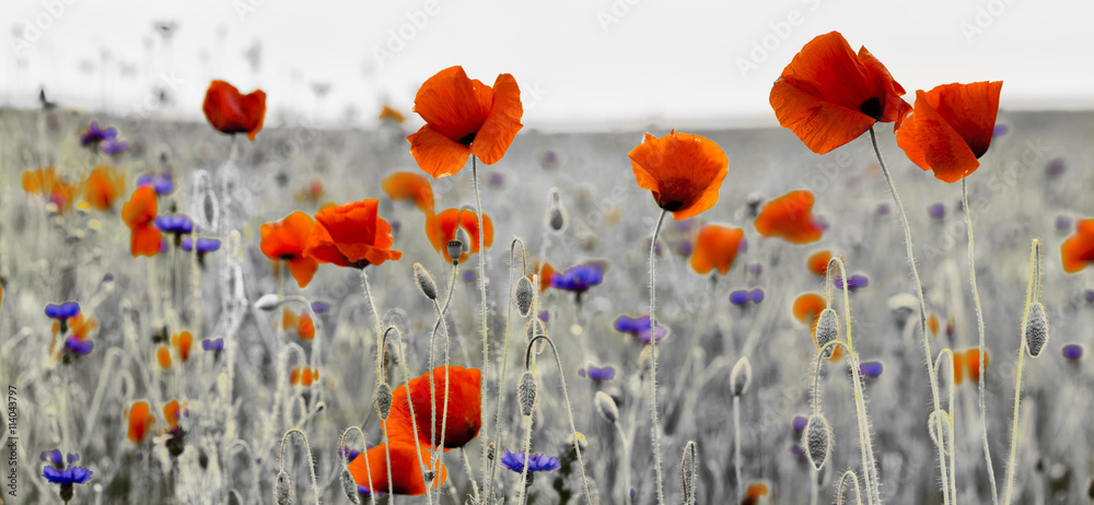 Fototapeta premium Panorama z nmaków polnych i kwiatów polnych