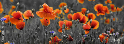 Panorama z nmaków polnych i kwiatów polnych photo