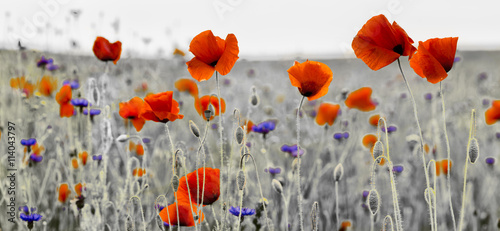 Panorama z nmak  w polnych i kwiat  w polnych