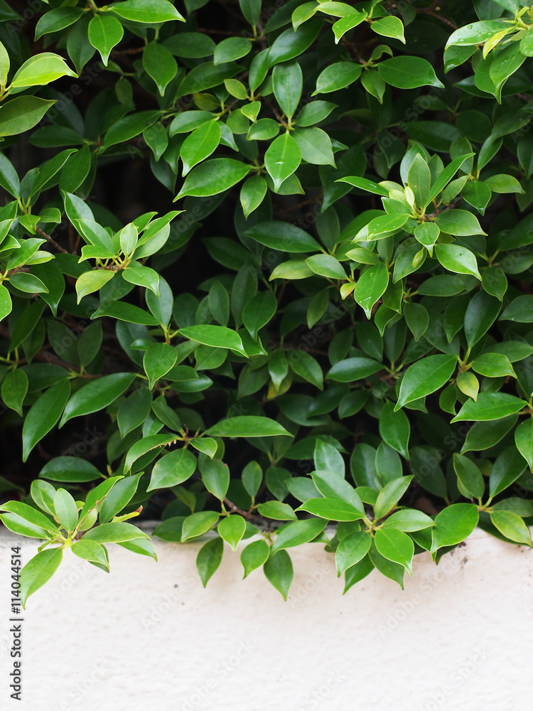 Obraz premium Tree beside the wall 