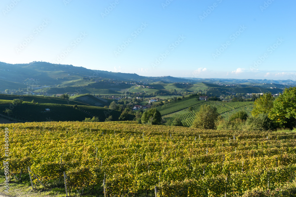beautiful vineyard in switzerland