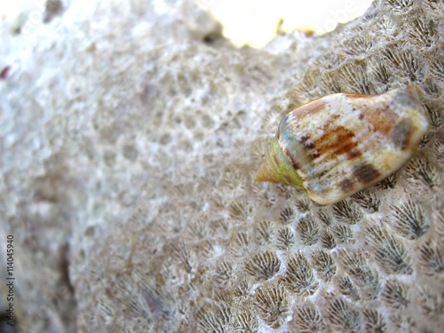 Conch shell on an ancient coral. The coral stone on the sea shore