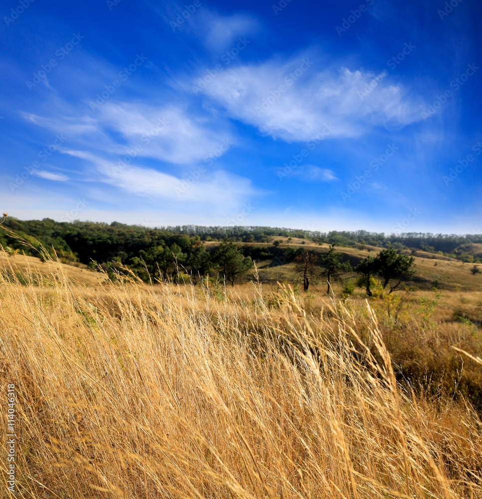 Sunny autumn day in steppe