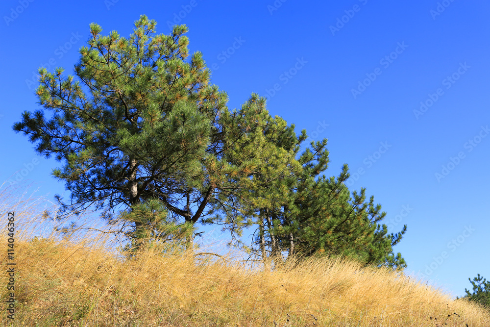 Fototapeta premium pine trees among dry grass