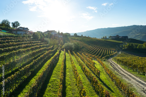 beautiful vineyard in switzerland © zhu difeng