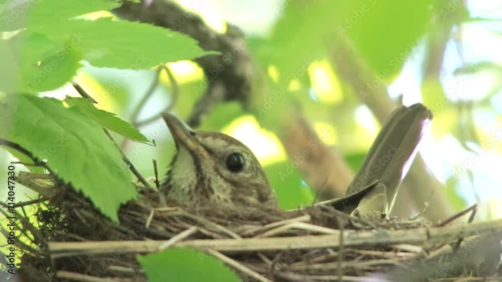 female of a song thrush sitting on a nest female of a song thrush sitting on a nest