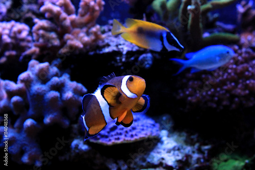 Clownfish, the real nemo
