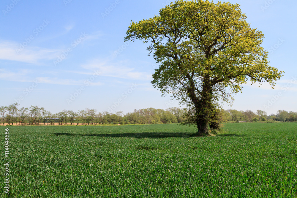 Obraz premium Tree in a field
