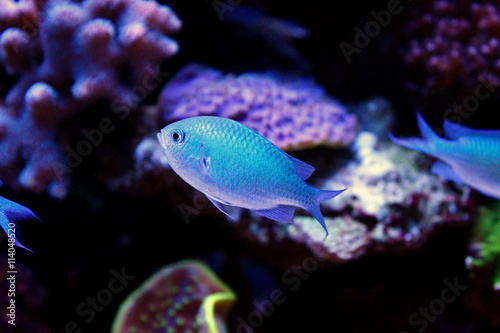 Blue chromis in coral reef aquarium