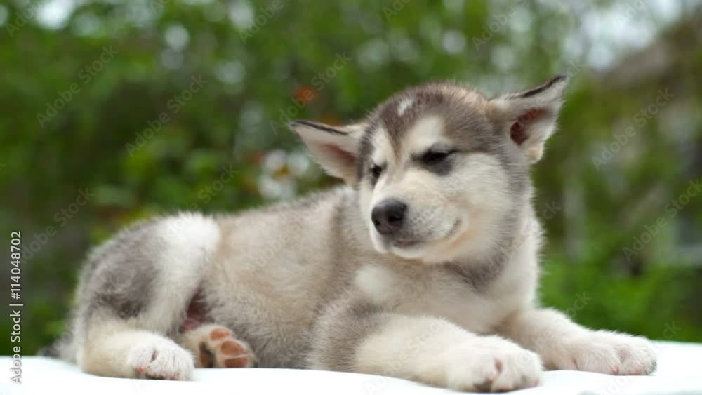 small cute puppy malamute lies on white sheet in garden slow motion small cute puppy malamute lies on white sheet in garden slow motion
