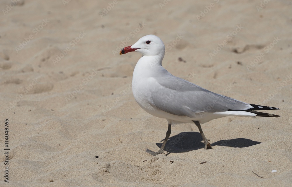 Möwe am Sandstrand Möwe am Sandstrand