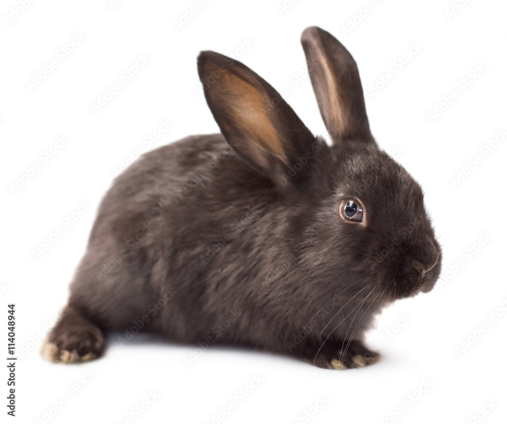 Obraz premium Rabbit