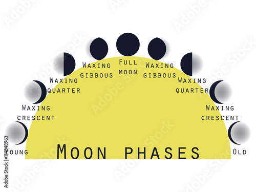 The phases of the moon. Lunar phase. Moon stages. Vector illustration.