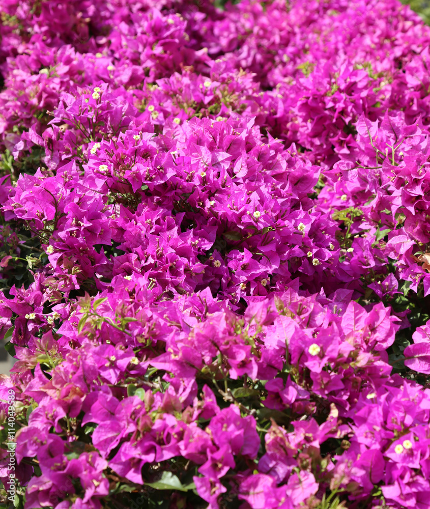 background of flowers in bloom with the colorful petals in the g background of flowers in bloom with the colorful petals in the g