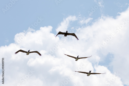 Brown Pelicans Flying, Playalinda Beach, Merritt Island, Florida