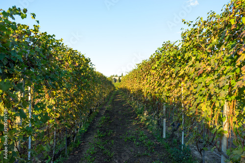 Fototapeta Naklejka Na Ścianę i Meble -  beautiful vineyard in switzerland in blue sky