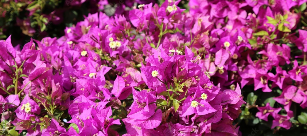 violet background of beautiful flowers in bloom violet background of beautiful flowers in bloom