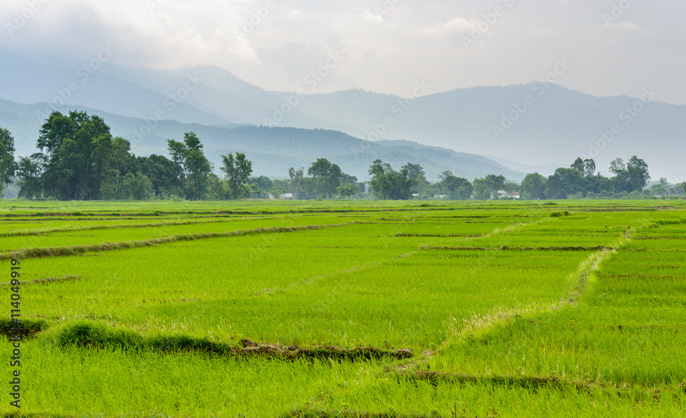 Rice paddy fields in Terai, Nepal