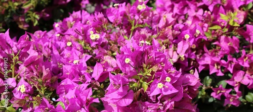 violet background of beautiful flowers in bloom