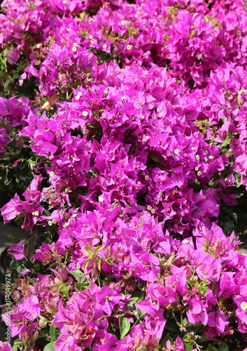 flowers in bloom with the violet petals in the garden in spring