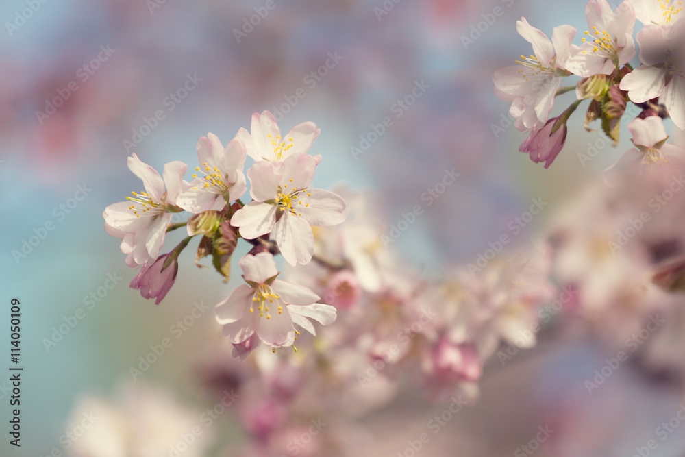 Sakura or cherry blossom flower full bloom in spring season