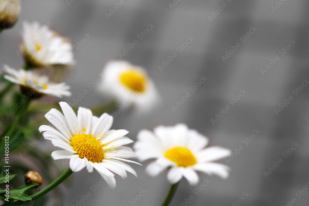 Fototapeta premium White daisies isolated.