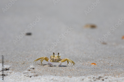 Atlantic Ghost Crab, Playalinda Beach, Merritt Island, Florida